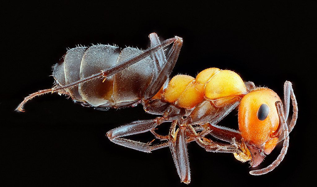 Ant Control service in West Jordan, UT