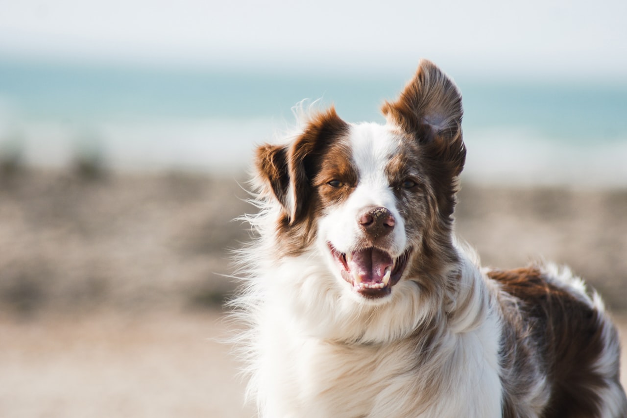 Flea & Tick Control service in West Jordan, UT