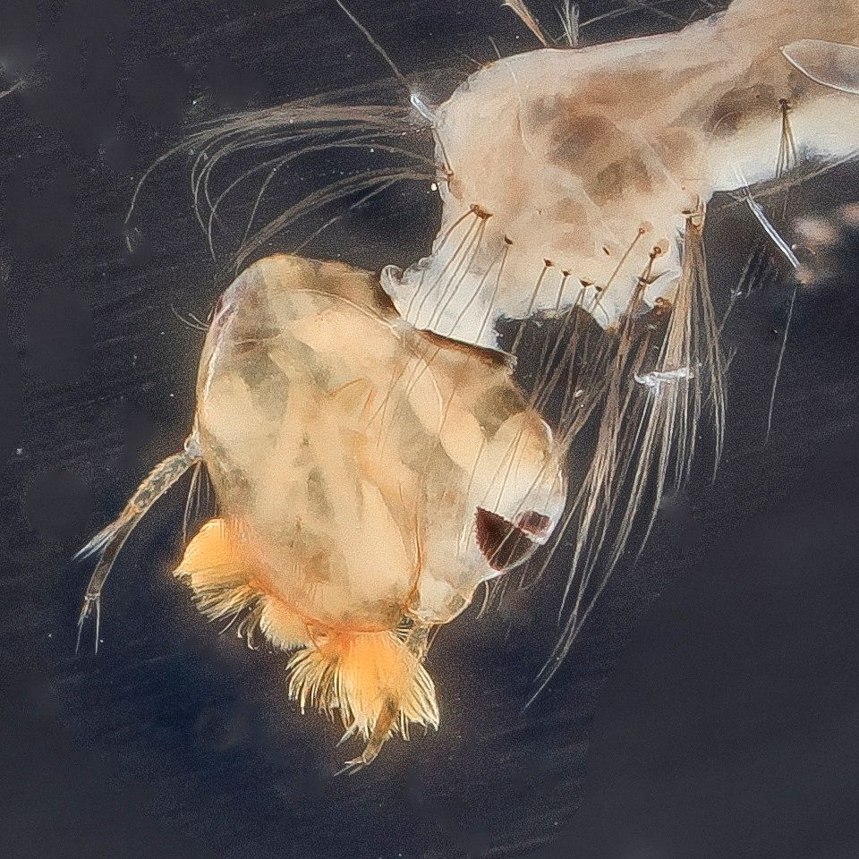 Mosquito Control service in West Jordan, UT