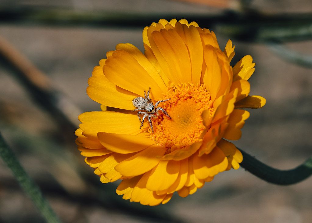 Spider Control service in West Jordan, UT